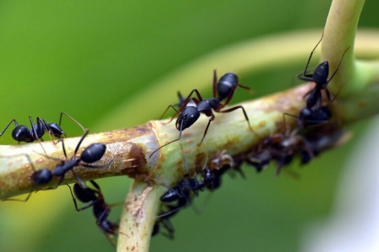 ants on a branch