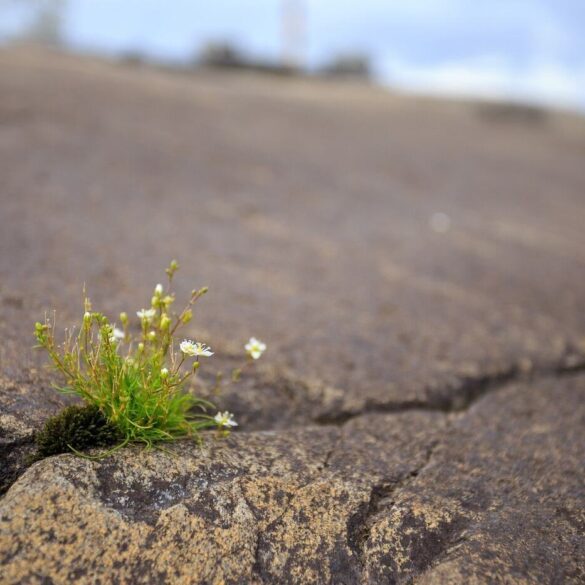 crack in rock with plant growing through