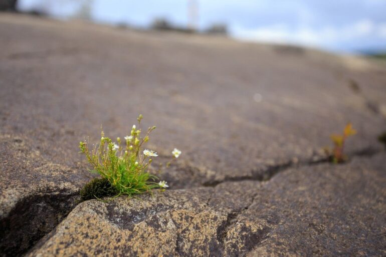 crack in rock with plant growing through