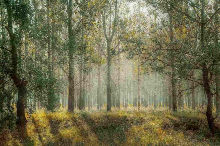 Forest with sun shining through