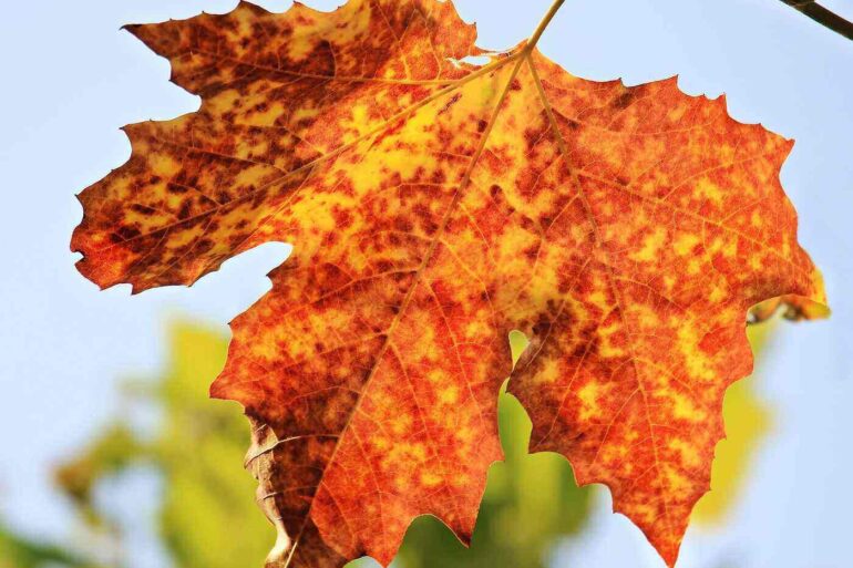 Red and yellow autumn leaf