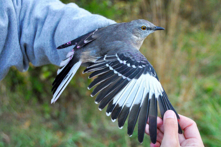 bird tag and release