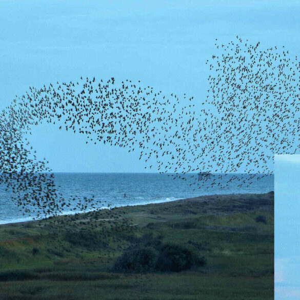 Flock of birds murmuration