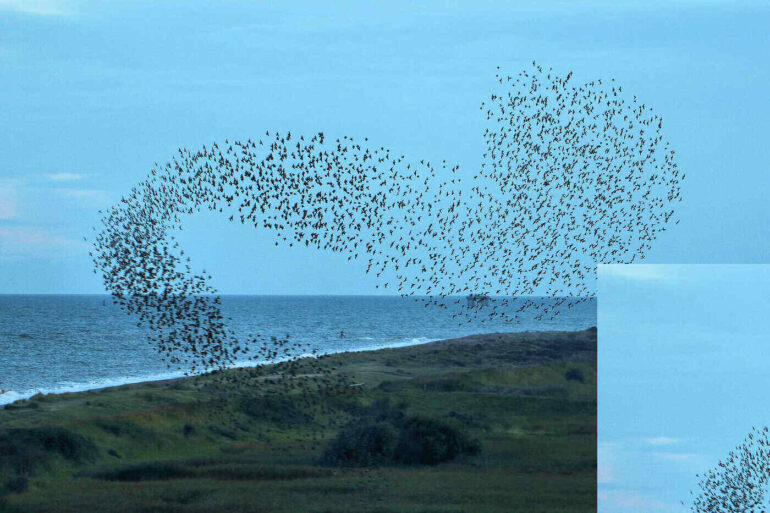 Flock of birds murmuration