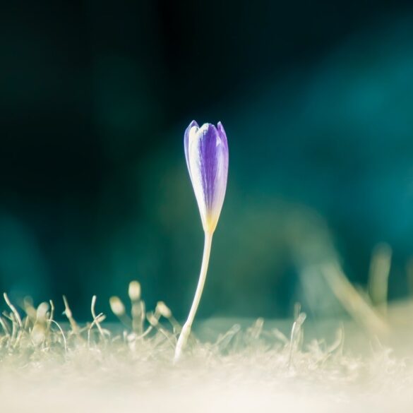 Purple crocus growing from ground