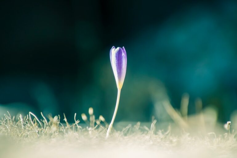 Purple crocus growing from ground