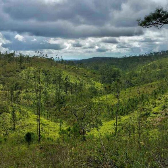 Belize jungle