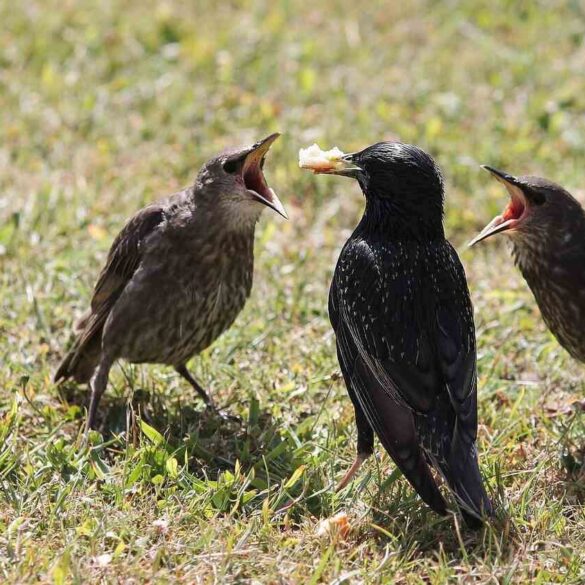 Baby starlings wanting food