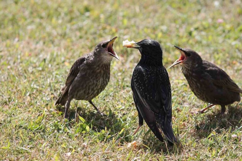 Baby starlings wanting food