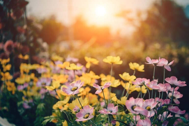 garden with sun shining