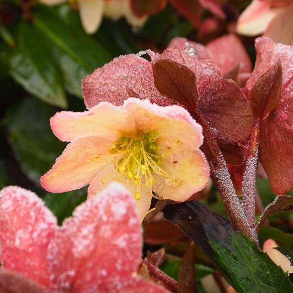 THE MAGIC OF A WINTER GARDEN – anything worthwhile takes time and effort1 1