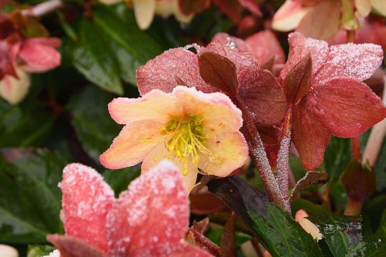 THE MAGIC OF A WINTER GARDEN – anything worthwhile takes time and effort1 1