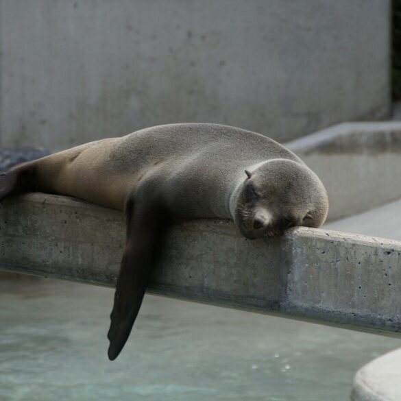 seal sleeping on a concrete slab