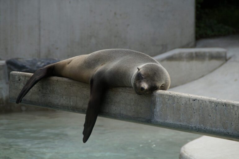 seal sleeping on a concrete slab