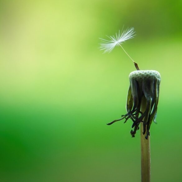 dandelion seed