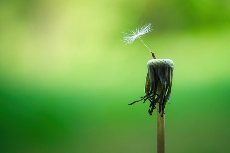 dandelion seed