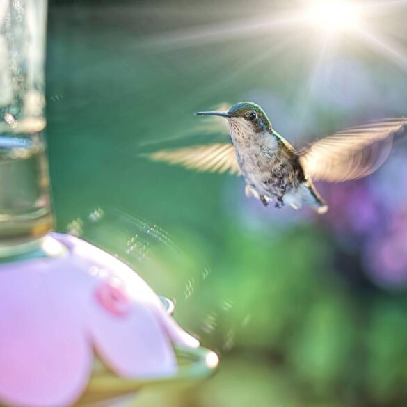 hummingbird at a feeder