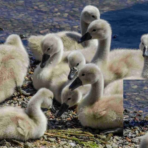 9 signets