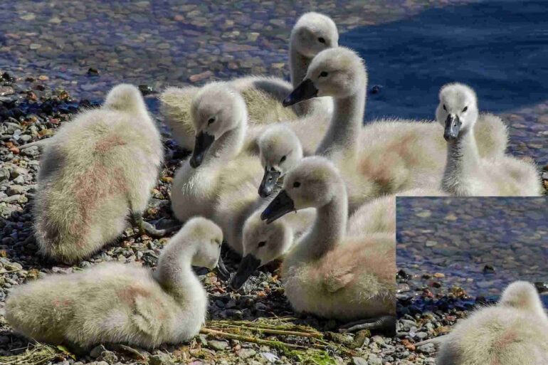 9 signets