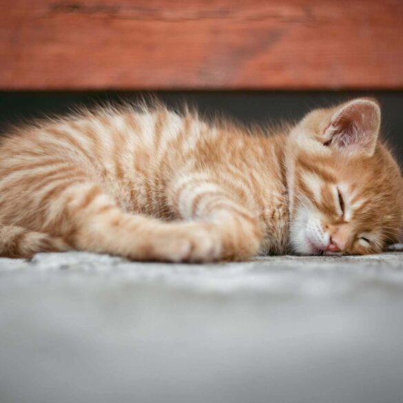 Ginger cat sleeping