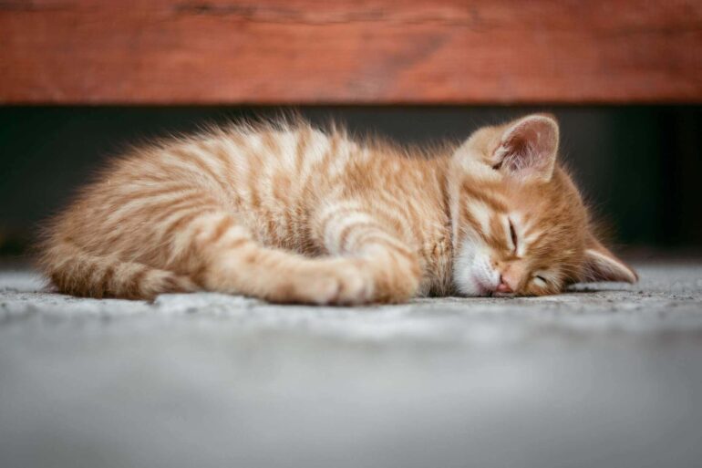 Ginger cat sleeping