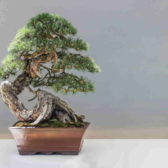 bonsai tree