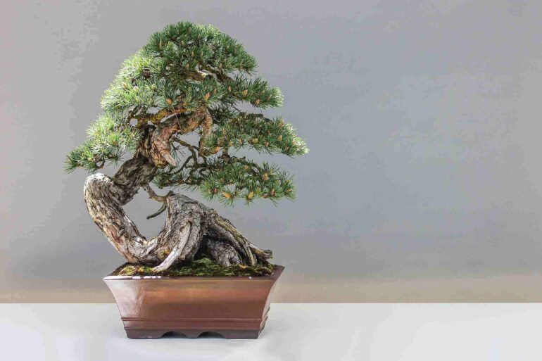 bonsai tree