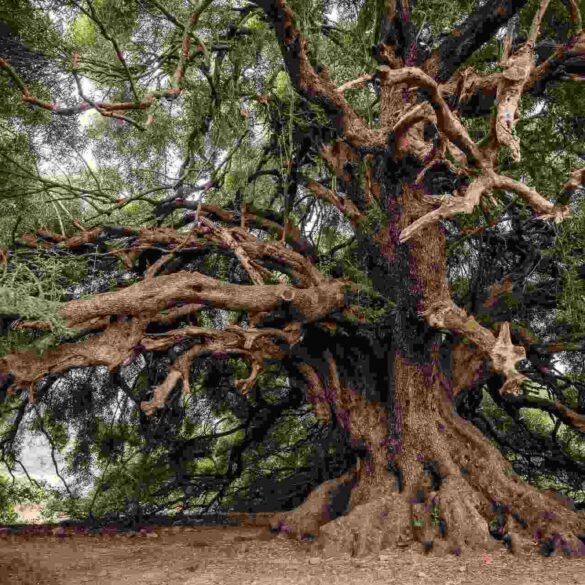 old olive tree with many branches and roots