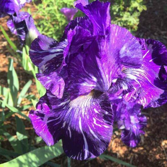 bearded iris