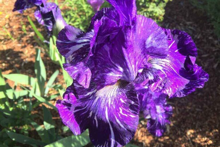 bearded iris