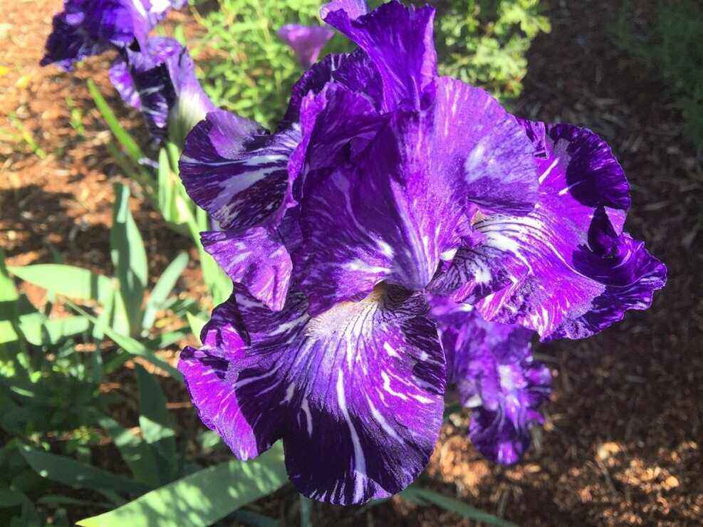 RETICULATA AND BEARDED IRISES: The enduring inspiration of painters and garden-makers 13 bearded iris