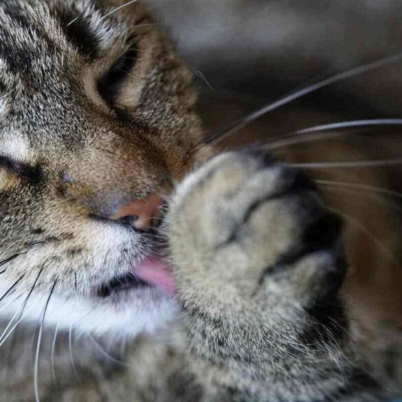 cat grooming itself