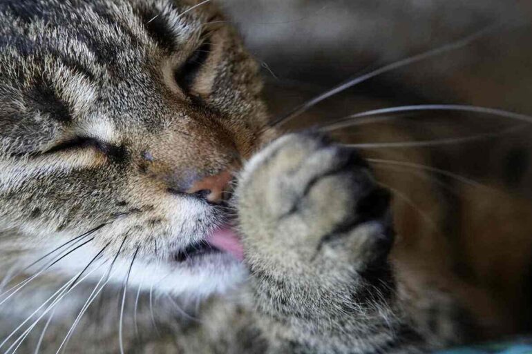 RETURNING TO A STATE OF FLOW: One minute and one word at a time 24 cat grooming itself