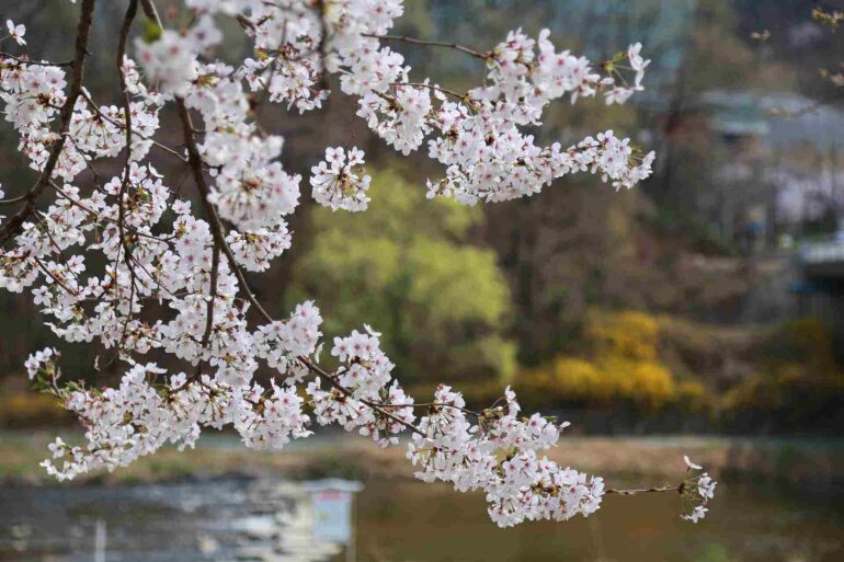 UP CLOSE TO SPRING – The sound of a spring garden is as lovely as birdsong
