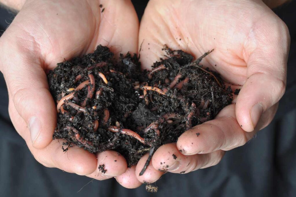 MINDFUL GARDENING: 5 ways gardening is an exercise in mindfulness