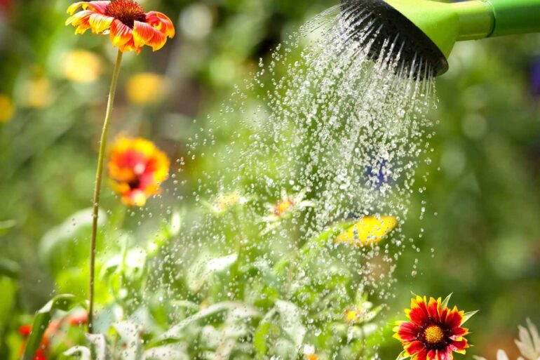 Flowers being watered by hose