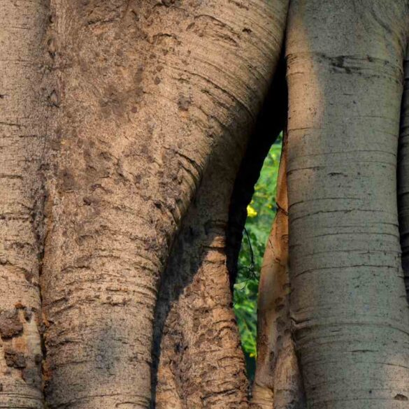 Peephole in twin trunk banyan tree