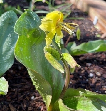 rsz dogs tooth first one for 2022 in my garden