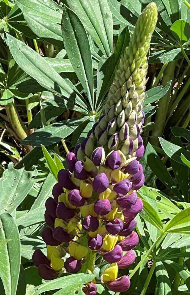A MORNING WITH LUPINES AND FOXGLOVES A garden goes nowhere it never arrives it never leaves