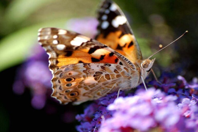 butterfly on flower