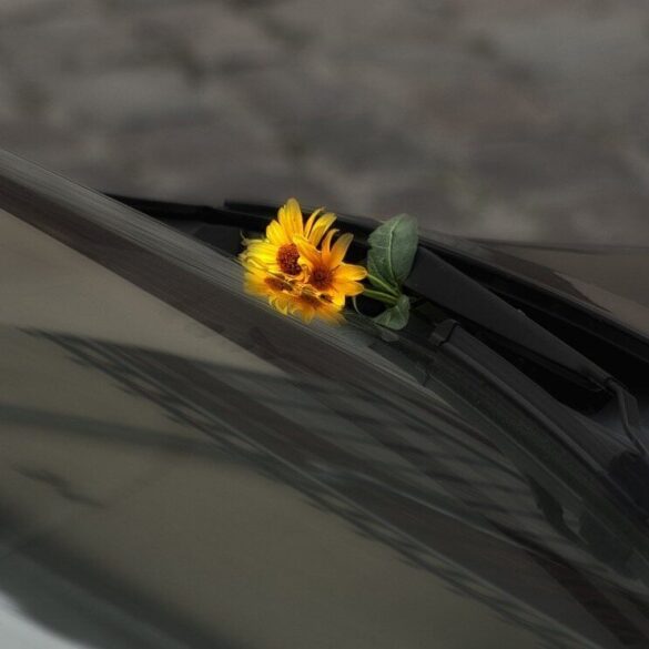 yellow flowers in a car windscreen wiper