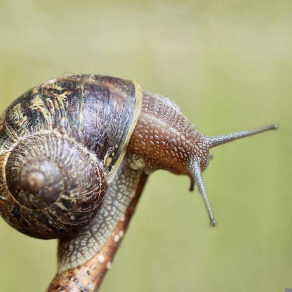 Snail on a branch