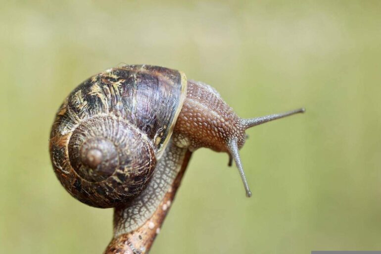 Snail on a branch
