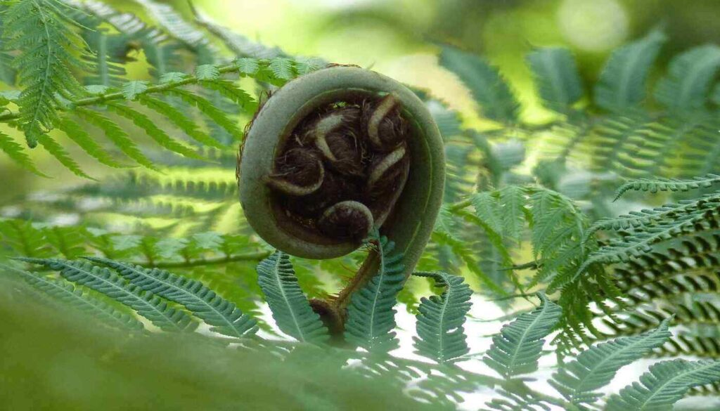 SPIRAL PERFECTION – The consciousness of nature expanding inward and outward2