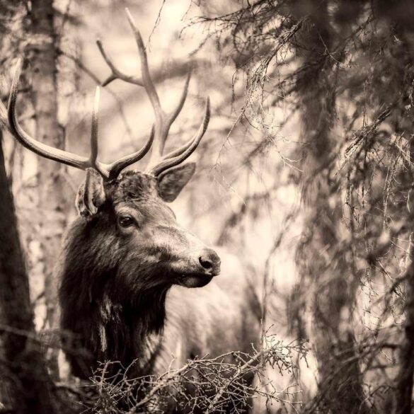 Majestic elk
