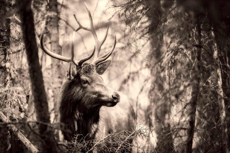 Majestic elk