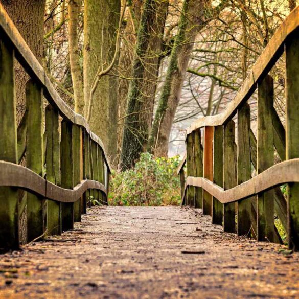 Bridge with wavy wooden rails - LIVING AND DYING WITH CANCER: The year the world changed
