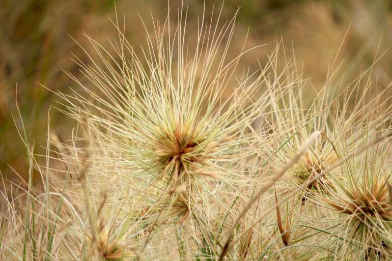 Tumbleweeds growing