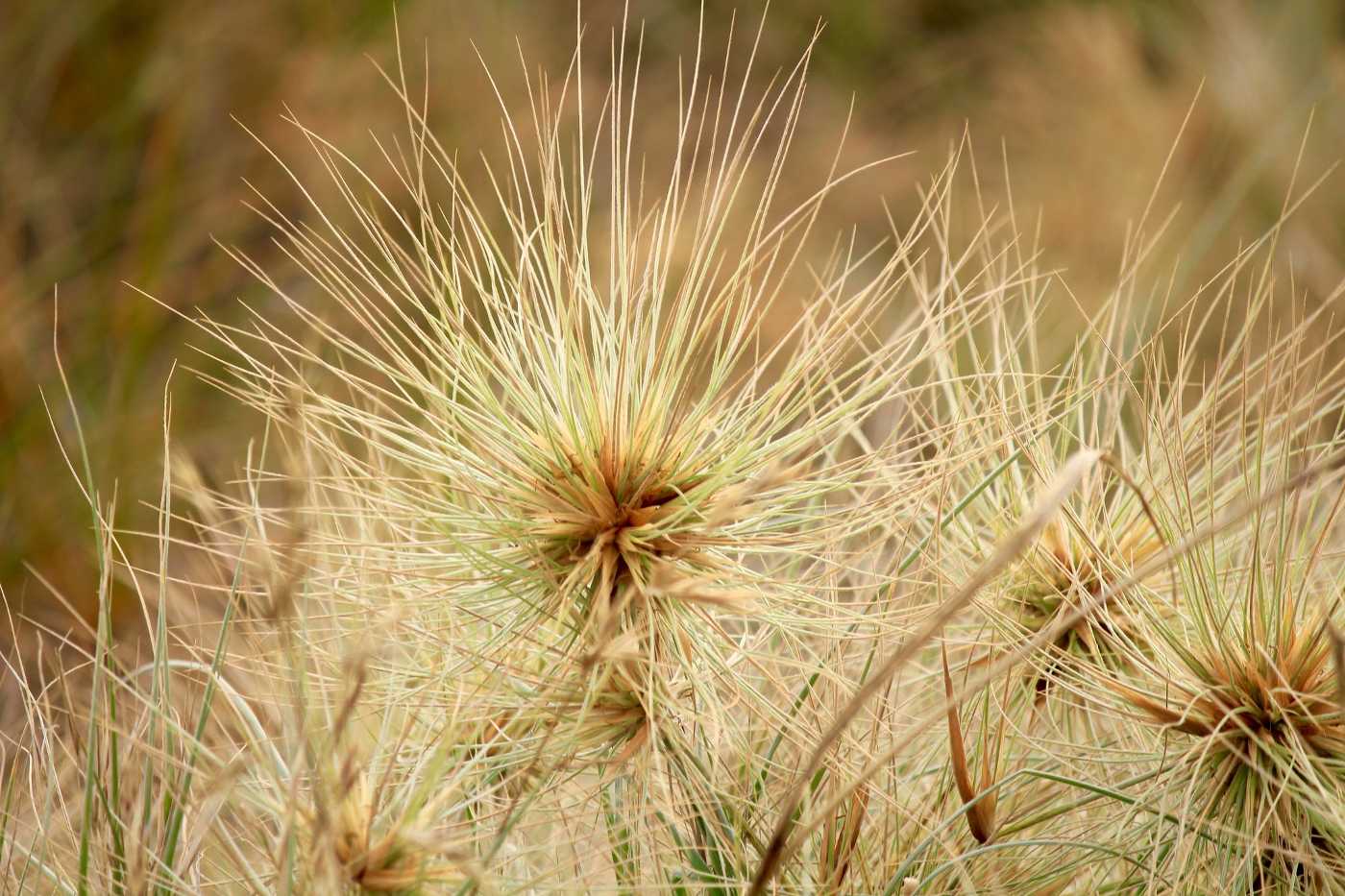 POEMS BY CAROLYN CHILTON CASAS: Paradox, The Real Me, I Am 13 Tumbleweeds growing