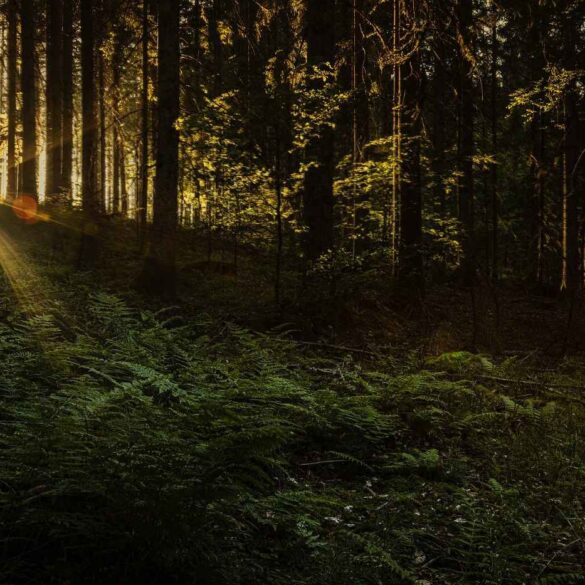 Mystic light of sun in dark forest